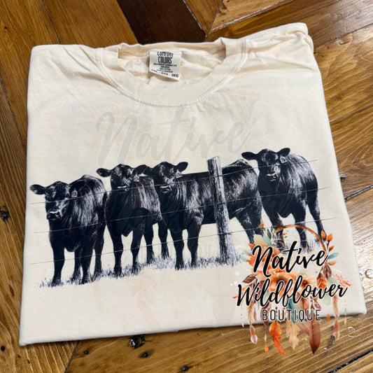 All black cows